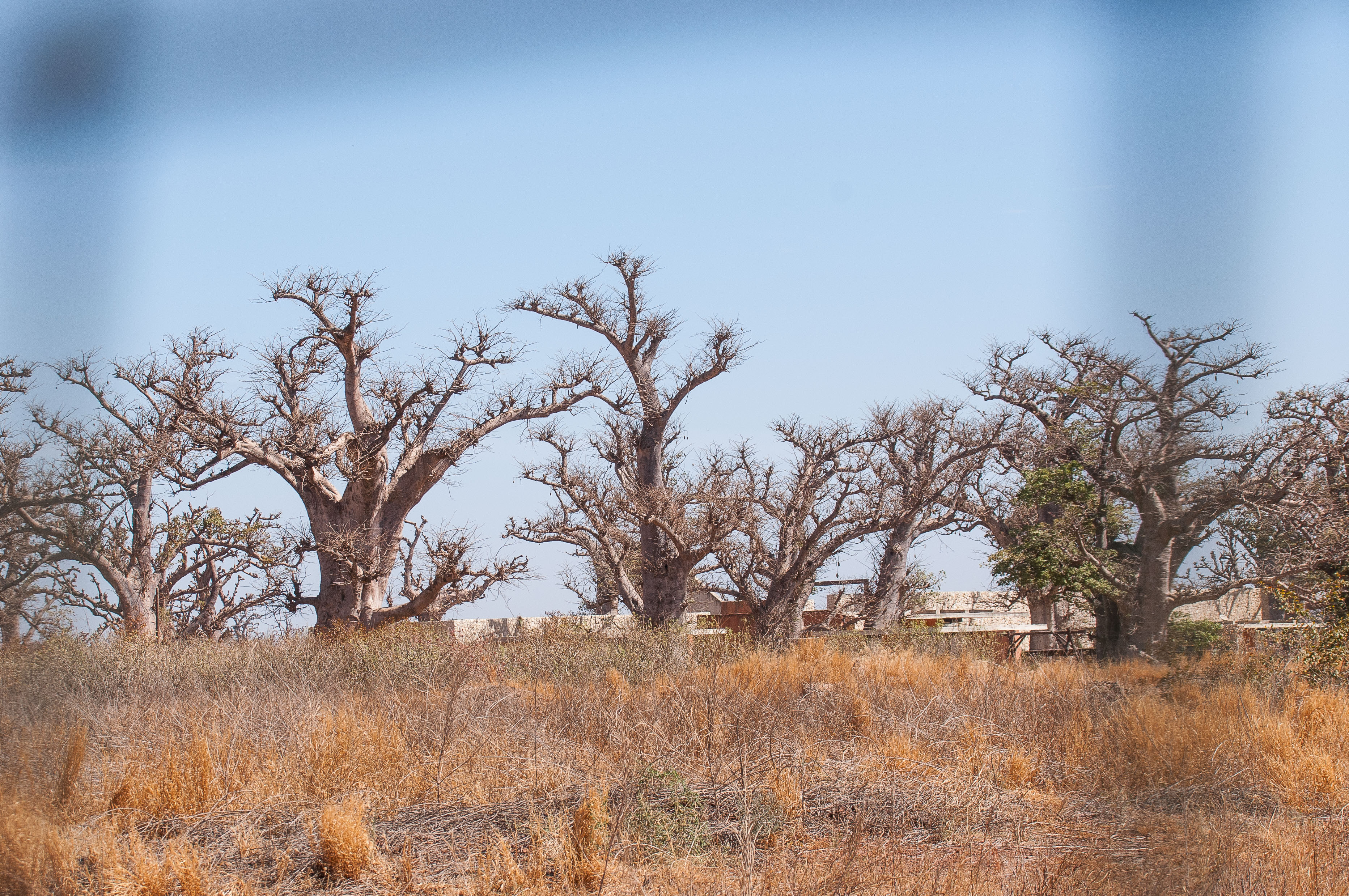 Casa del Toro, une partie des constructions en cours, au sein d'un rassemblement de  magnifiques baobabs, Brousses de Somone et Ngekhokh, Sénégal.